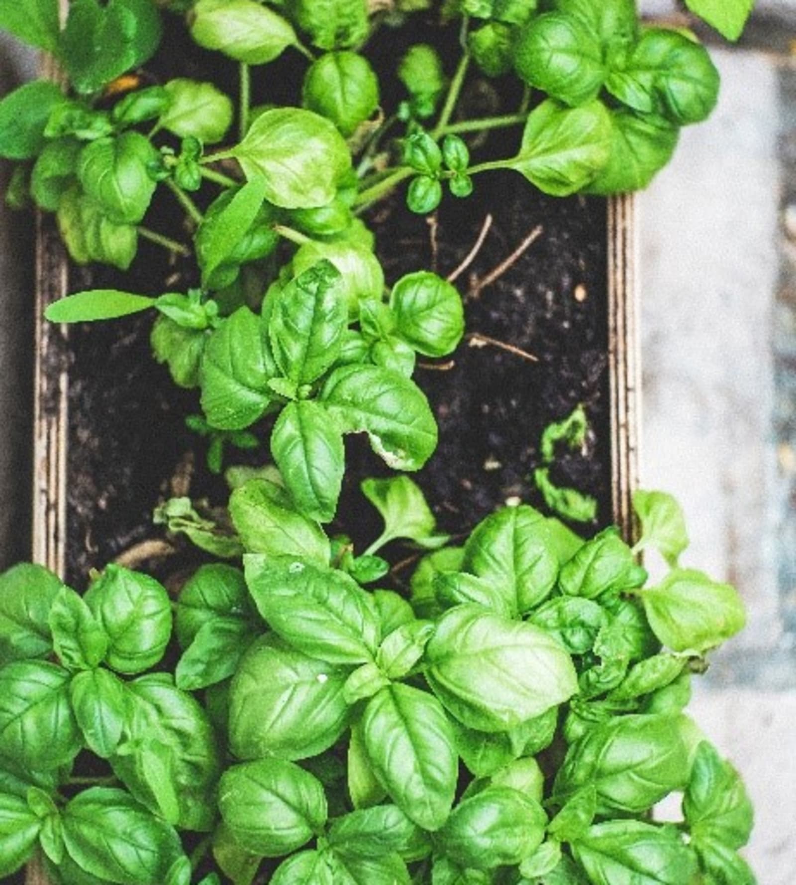 10 of the Best Kitchen Plants for Your Home